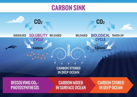 carbon-sink-v2