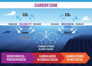 carbon-sink-v2